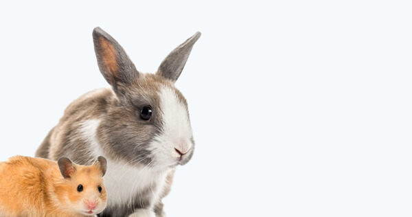 Hamster & Small Animals